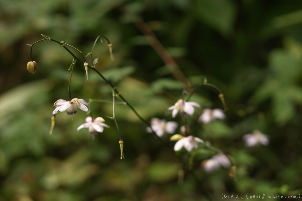 御岳山のレンゲショウマ(枯れかけ) - 01