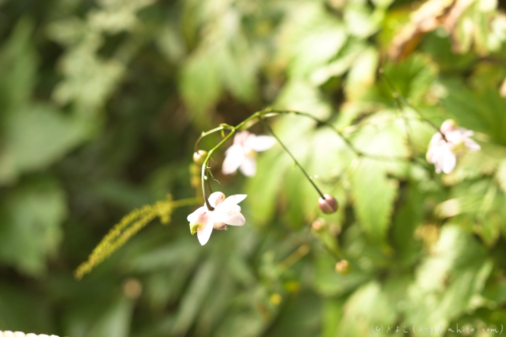 御岳山のレンゲショウマ(枯れかけ) - 02