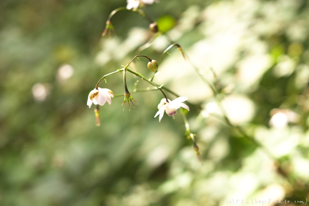 御岳山のレンゲショウマ(枯れかけ) - 03