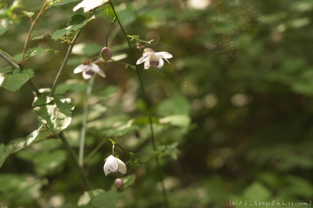 御岳山のレンゲショウマ(枯れかけ) - 04
