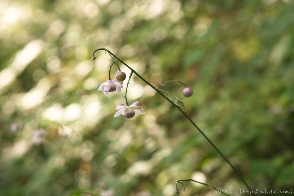 御岳山のレンゲショウマ(枯れかけ) - 05