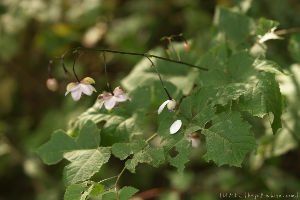 御岳山のレンゲショウマ(枯れかけ) - 06
