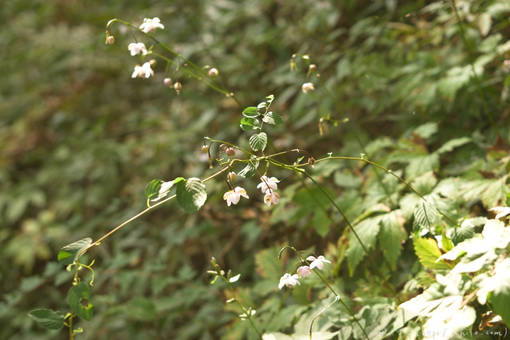 御岳山のレンゲショウマ(枯れかけ) - 07