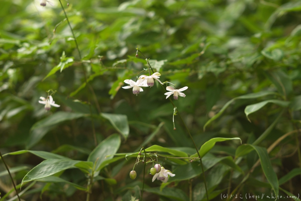 御岳山のレンゲショウマ(枯れかけ) - 08