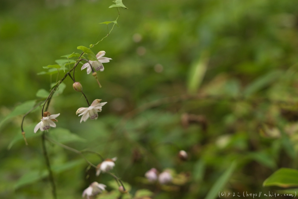 御岳山のレンゲショウマ(枯れかけ) - 09