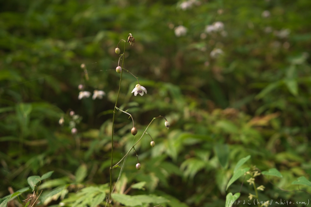 御岳山のレンゲショウマ(枯れかけ) - 10