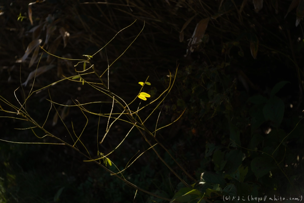 谷川岳とおにぎり山(1) - 05