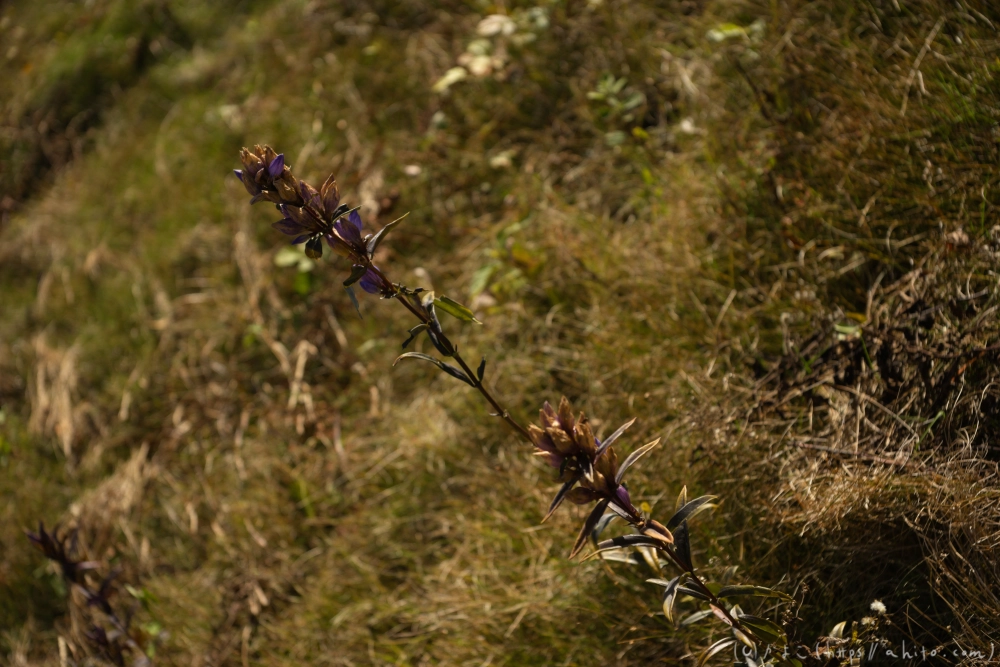 谷川岳とおにぎり山(1) - 07