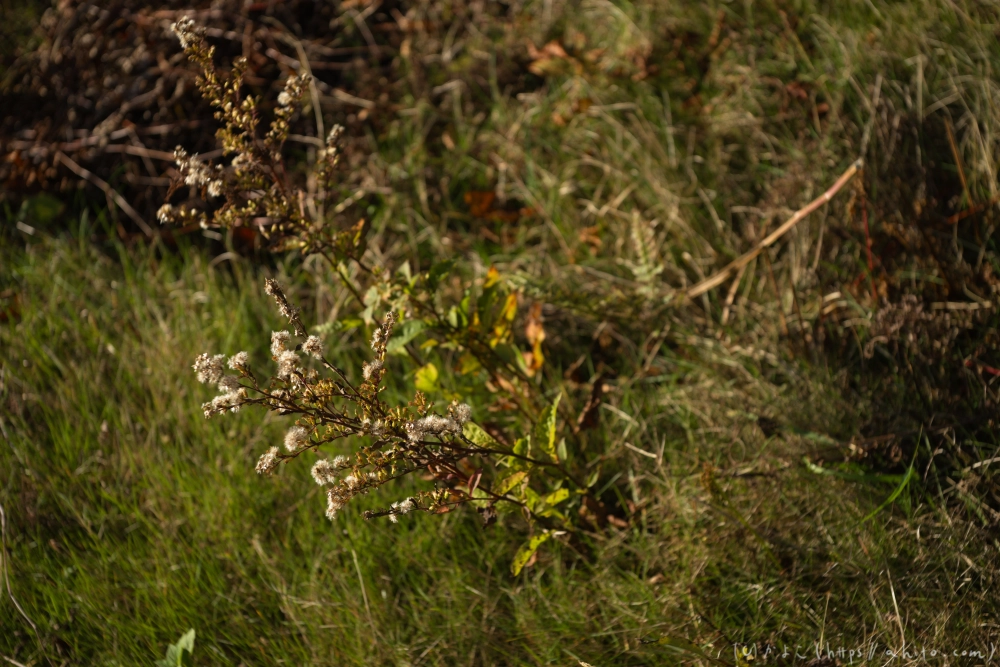 谷川岳とおにぎり山(1) - 08