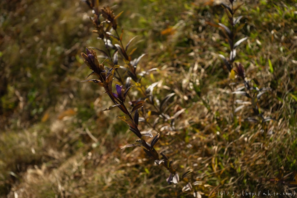 谷川岳とおにぎり山(1) - 09