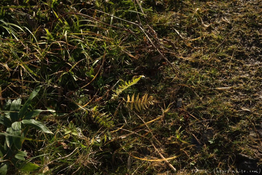 谷川岳とおにぎり山(1) - 11