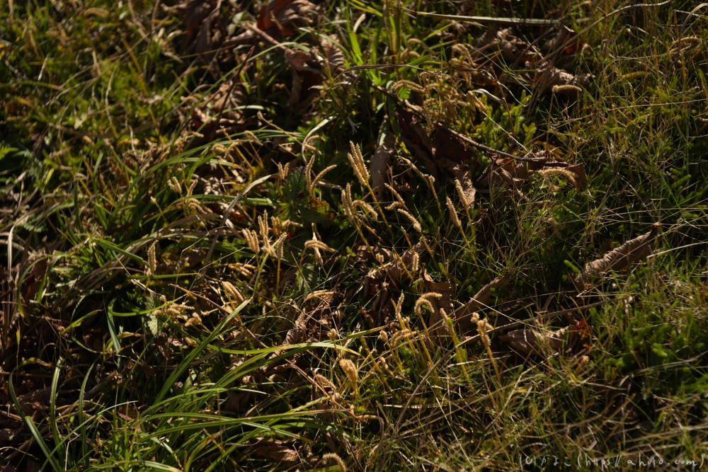 谷川岳とおにぎり山(1) - 12