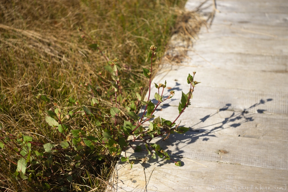 谷川岳とおにぎり山(1) - 25
