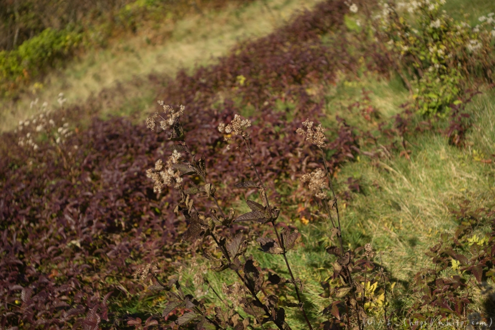 谷川岳とおにぎり山(1) - 27
