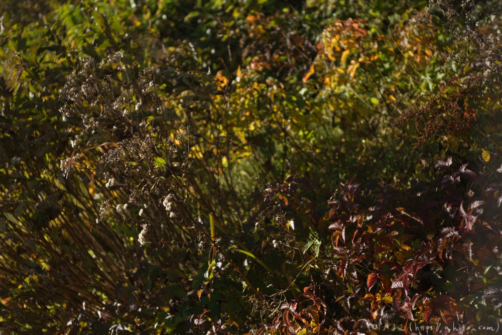 谷川岳とおにぎり山(1) - 28