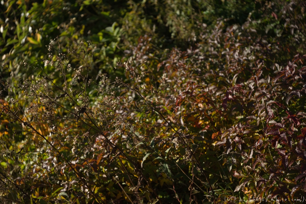 谷川岳とおにぎり山(1) - 29