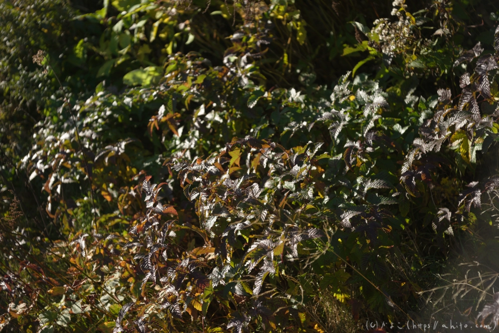 谷川岳とおにぎり山(1) - 30