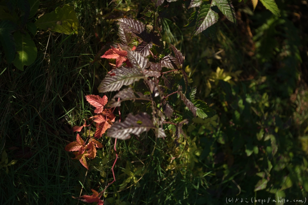谷川岳とおにぎり山(1) - 31