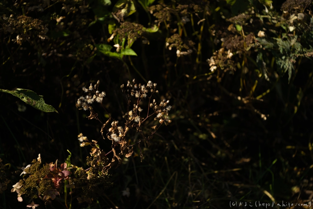 谷川岳とおにぎり山(1) - 32