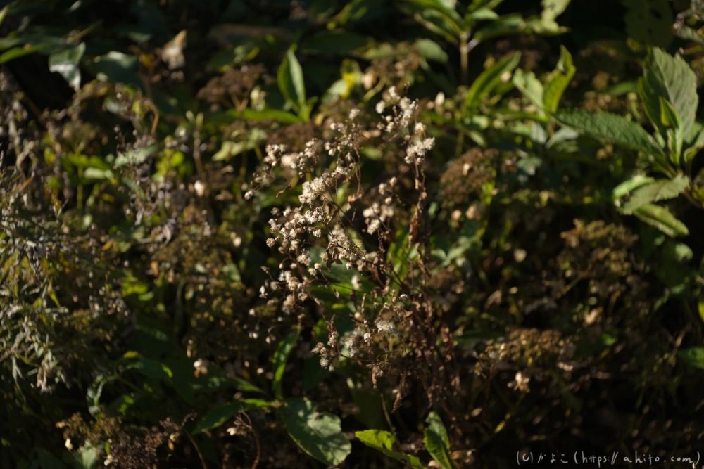 谷川岳とおにぎり山(1) - 33