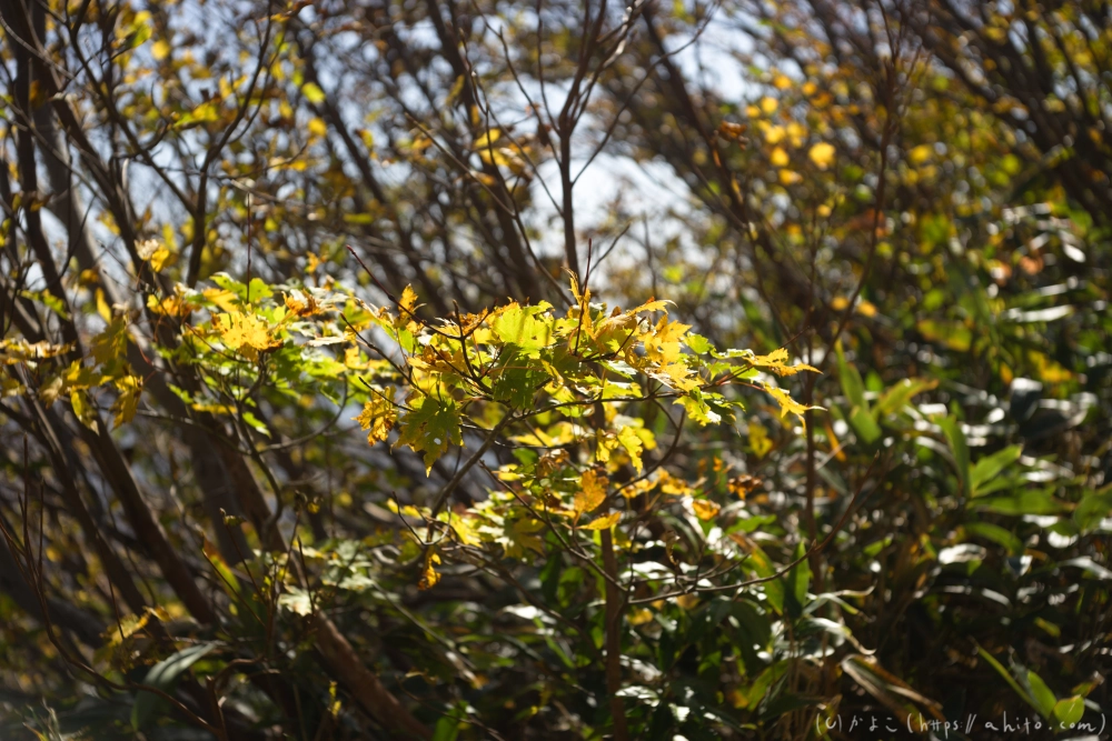 谷川岳とおにぎり山(2) - 12