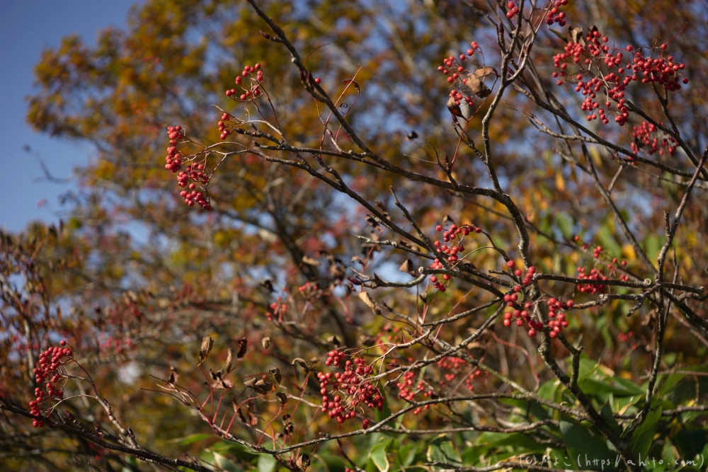 谷川岳とおにぎり山(2) - 14
