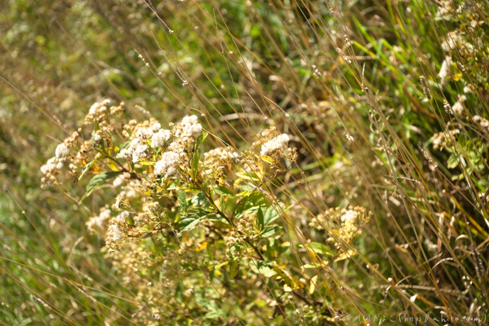 谷川岳とおにぎり山(2) - 23