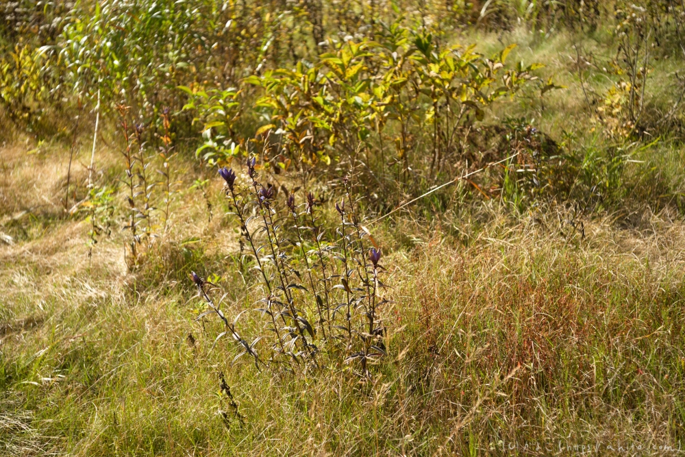 谷川岳とおにぎり山(2) - 25