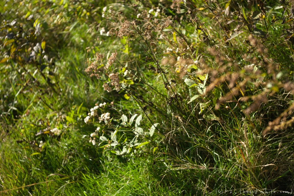 谷川岳とおにぎり山(2) - 27