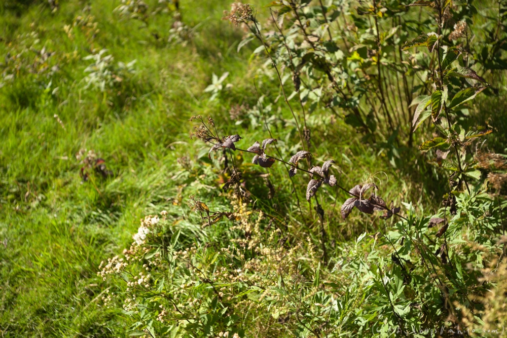 谷川岳とおにぎり山(2) - 28