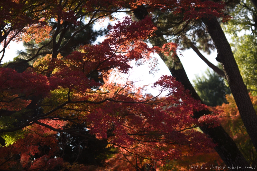 紅葉 - 10