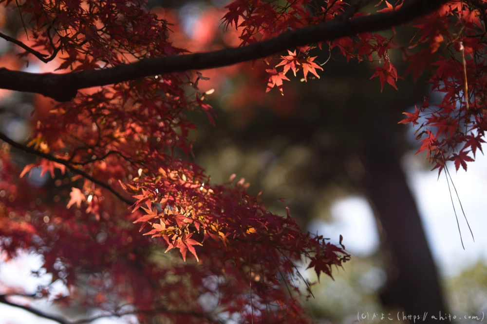 紅葉 - 13