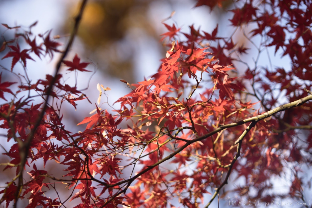 紅葉 - 15