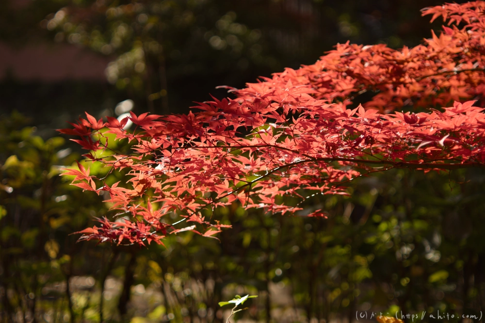 紅葉 - 17