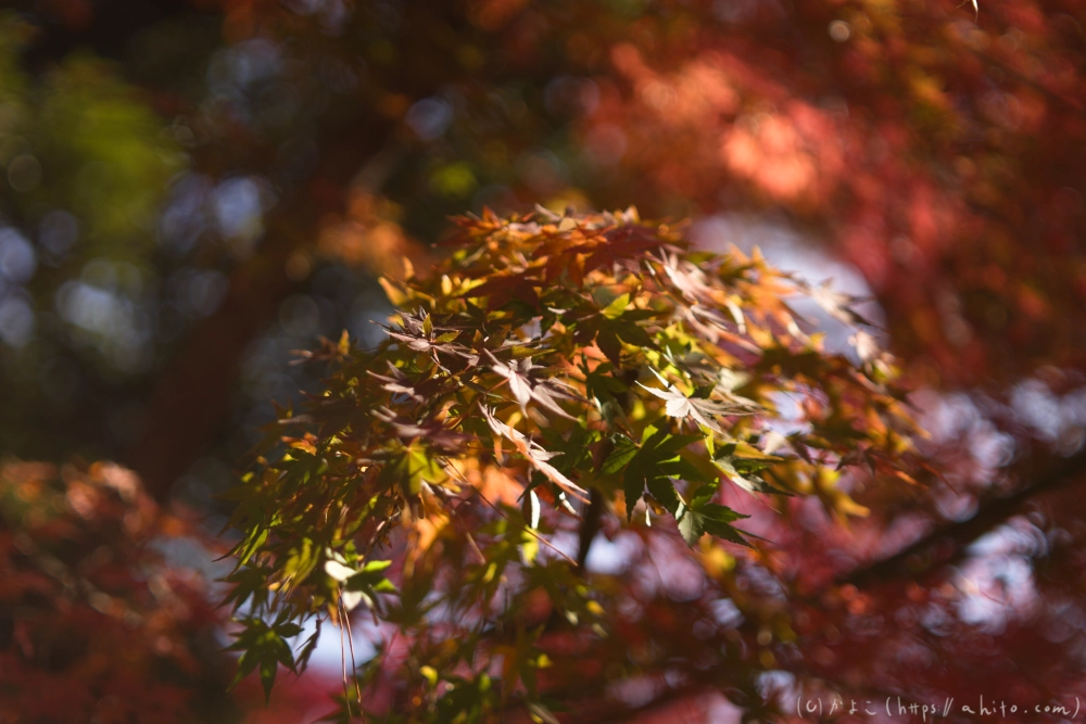 紅葉 - 19