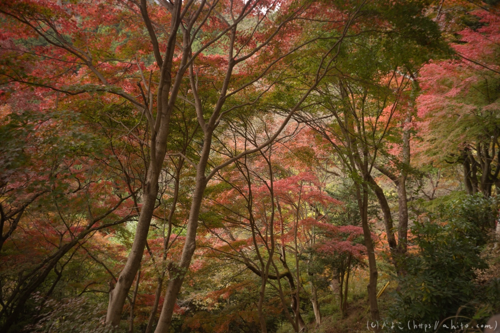 御岳山と紅葉１ - 03