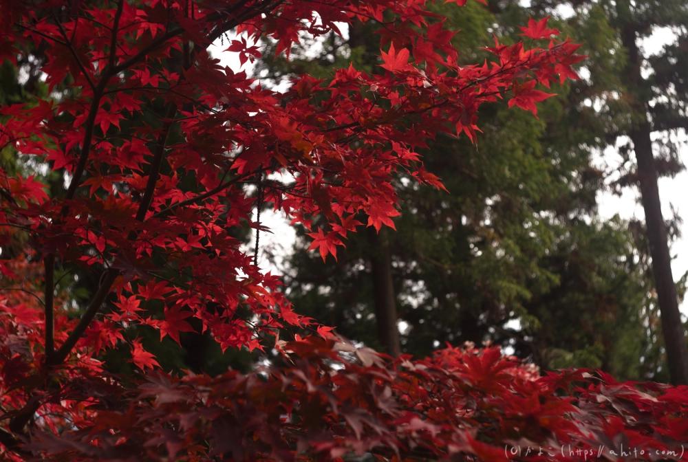 御岳山と紅葉１ - 13