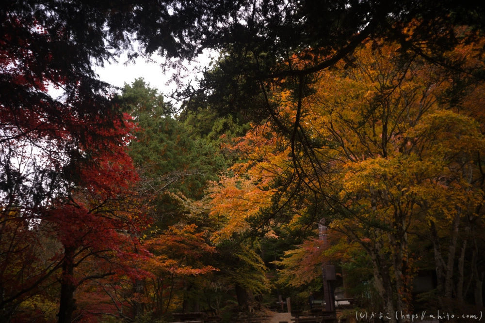 御岳山と紅葉１ - 25