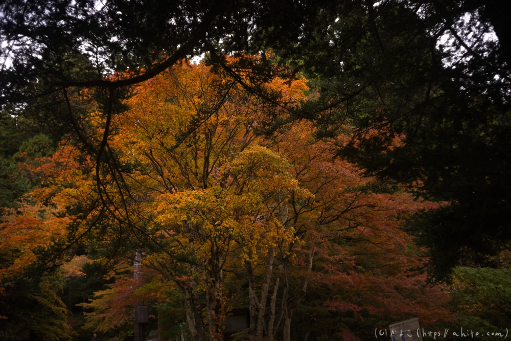 御岳山と紅葉１ - 26