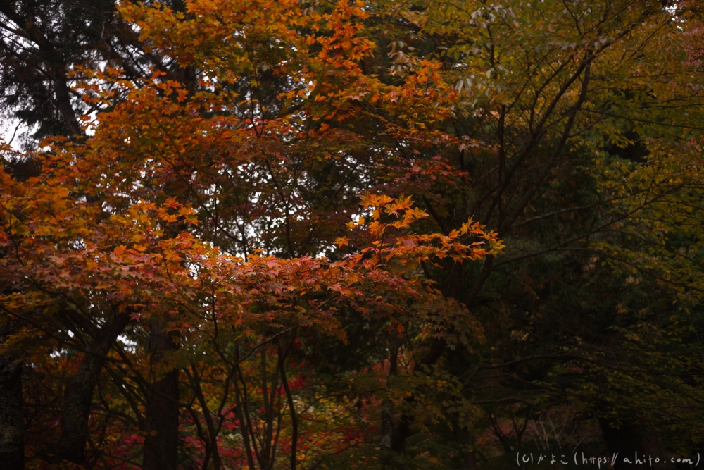 御岳山と紅葉１ - 27