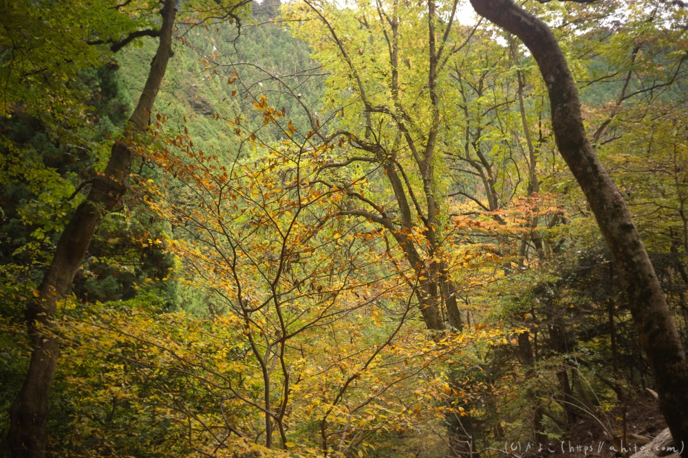 御岳山と紅葉１ - 32