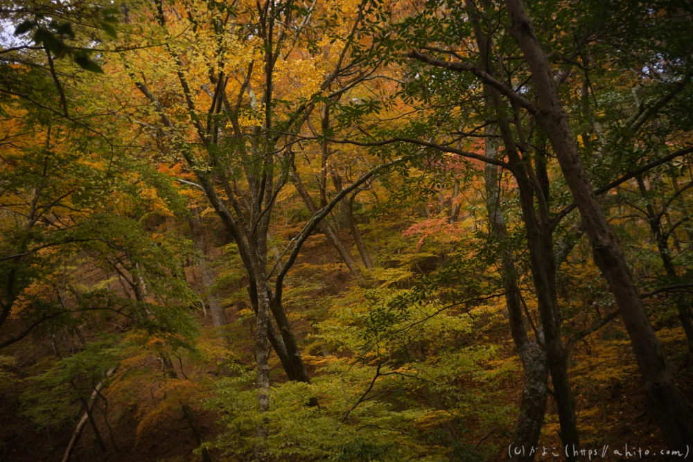 御岳山と紅葉２ - 23