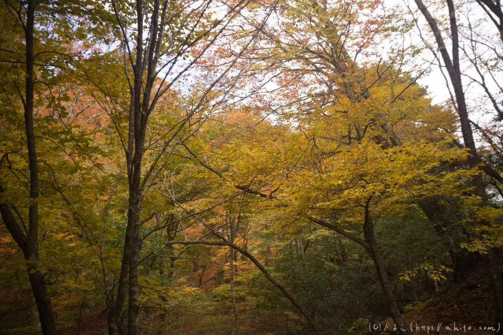 御岳山と紅葉２ - 26
