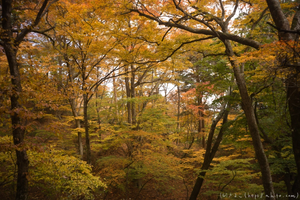 御岳山と紅葉２ - 27
