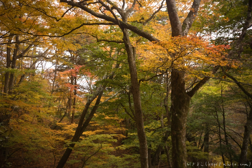 御岳山と紅葉２ - 28