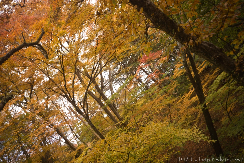 御岳山と紅葉２ - 29