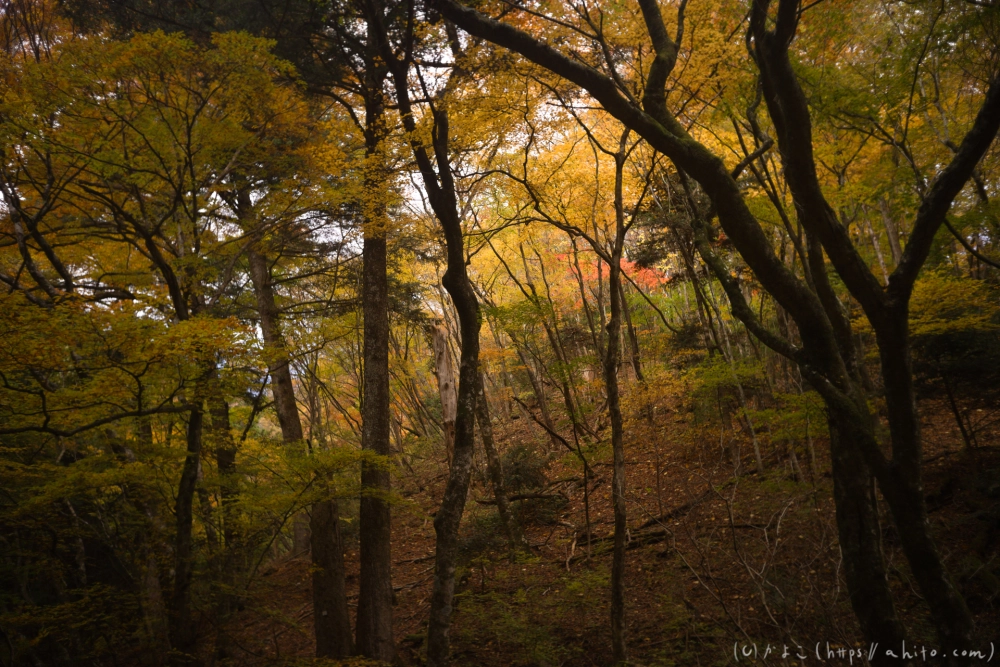 御岳山と紅葉２ - 32