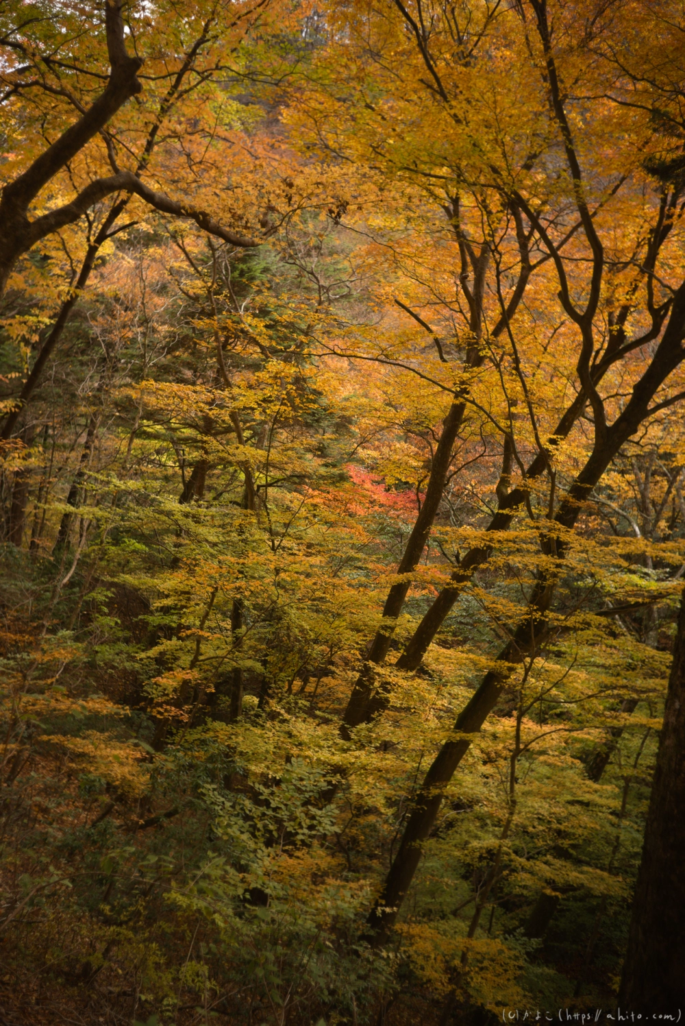 御岳山と紅葉２ - 38