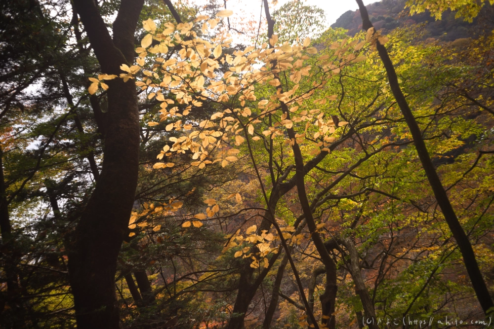 御岳山と紅葉２ - 44