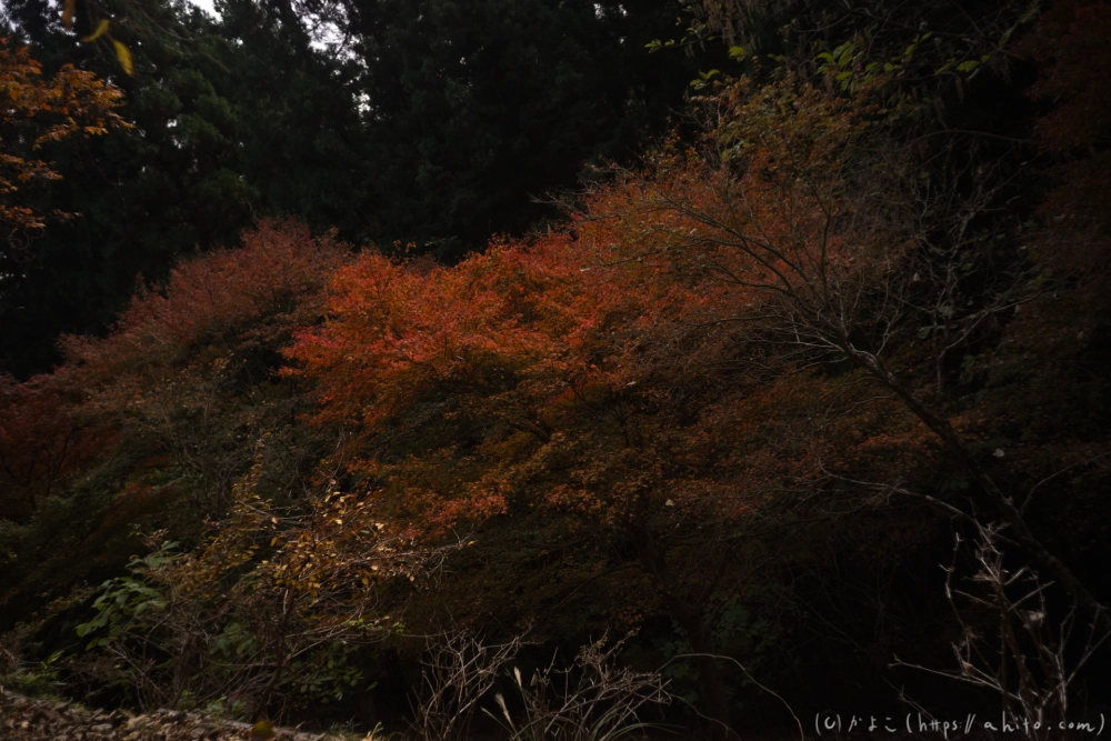 御岳山と紅葉２ - 48